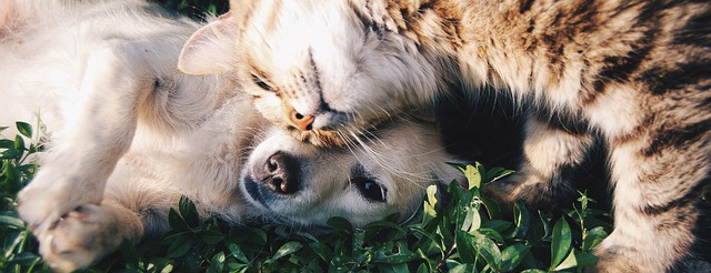 Accessori per animali domestici